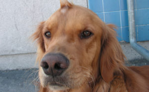 Archie, beloved pet of Dr. Fabio Rupp