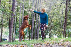 Dog Joint Pain - Canine 15