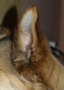 knowing-your-dogs-health-ears