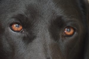 knowing-your-dogs-health-eyes