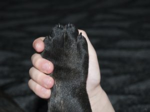 knowing-your-dogs-health-nails