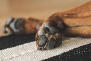 knowing-your-dogs-health-paws