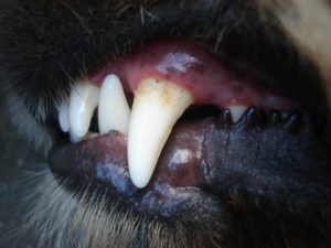 knowing-your-dogs-health-teeth