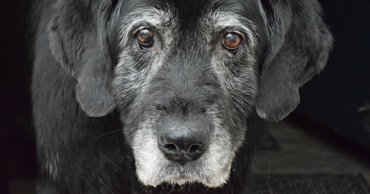10 Heartwarming Old Dog Adoption 