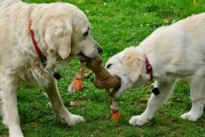 two-dogs-are-better-than-one-rids-of-excess-energy