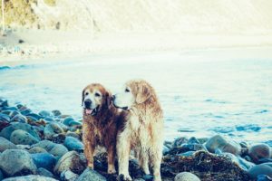 two-dogs-are-better-than-one-acts-as-a-companion