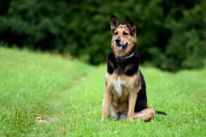 good-manners-is-your-dog-ready-for-off-leash