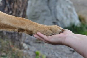 how-to-better-care-for-dog-paws