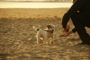recall-is-your-dog-ready-for-off-leash