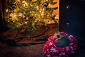 dog-proof-your-holiday-decor-spending-the-holidays-with-your-dog