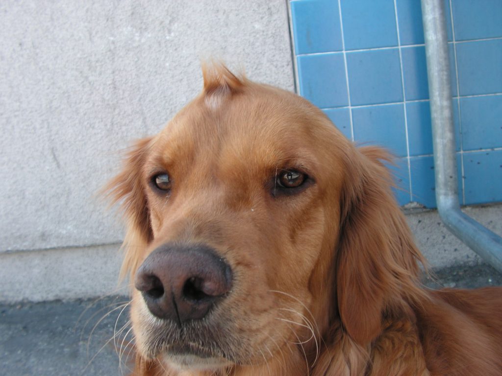 Archie, beloved pet of Dr. Fabio Rupp